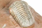 Cute Little Austerops Trilobite Fossil - Jorf, Morocco #362869-4